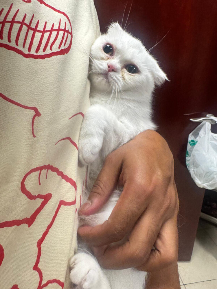 Adoption British Female kitten 2 - 5
