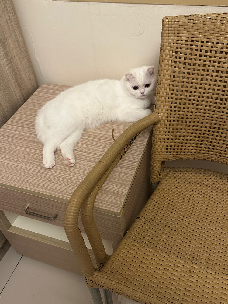 Adoption British Female kitten 2 - 7