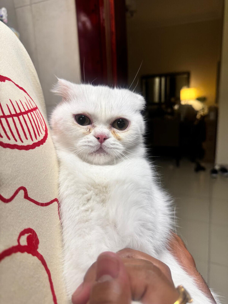 Adoption British Female kitten 2 - 4
