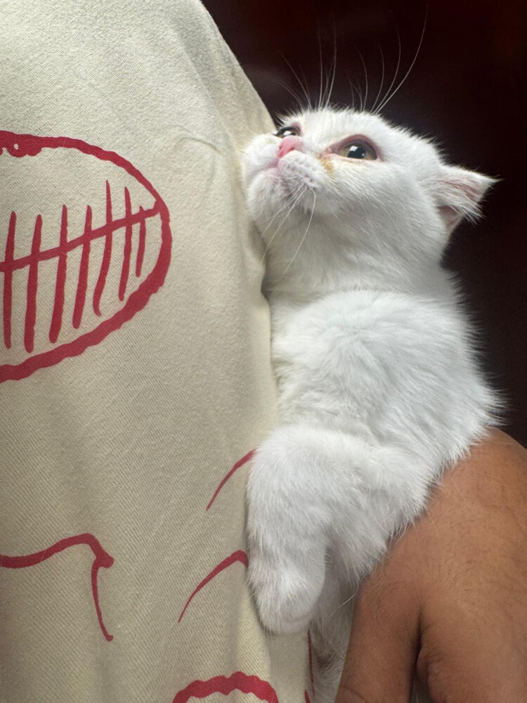 Adoption British Female kitten 2 - 3