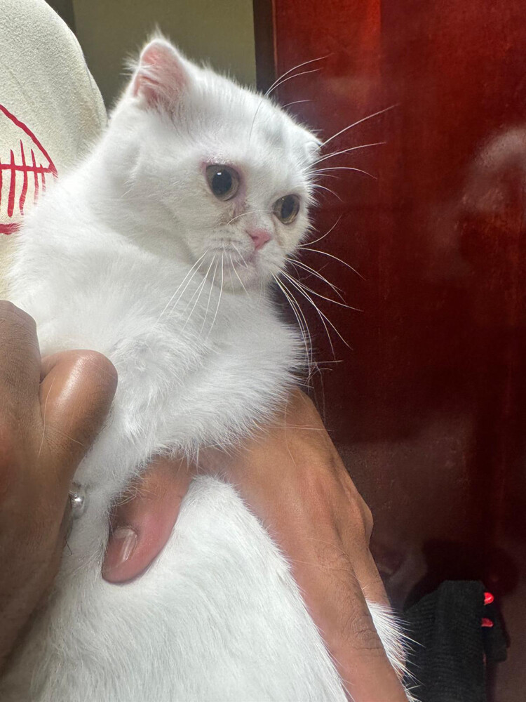 Adoption British Female kitten 2 - 6