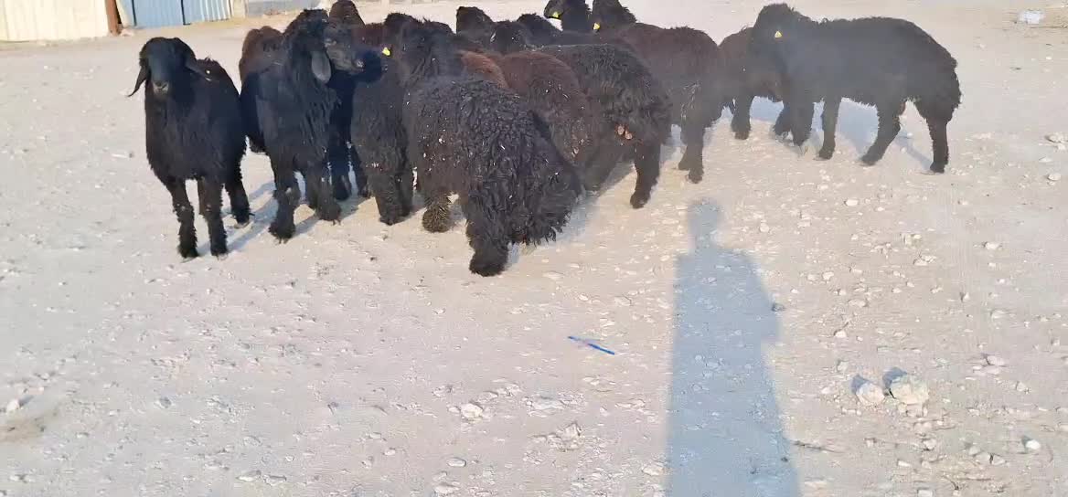 للبيع خرفان عربي فاخر - 1