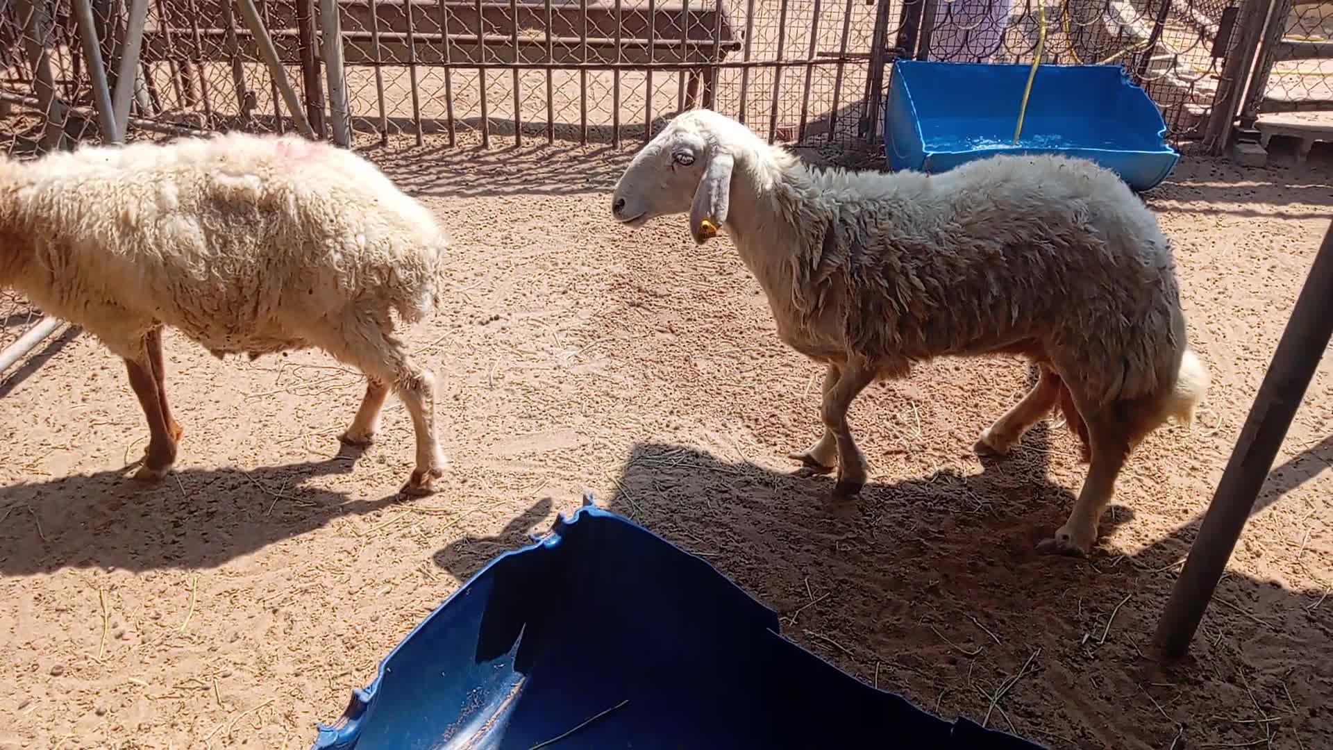 اللبيع شاه حبصيه - 1