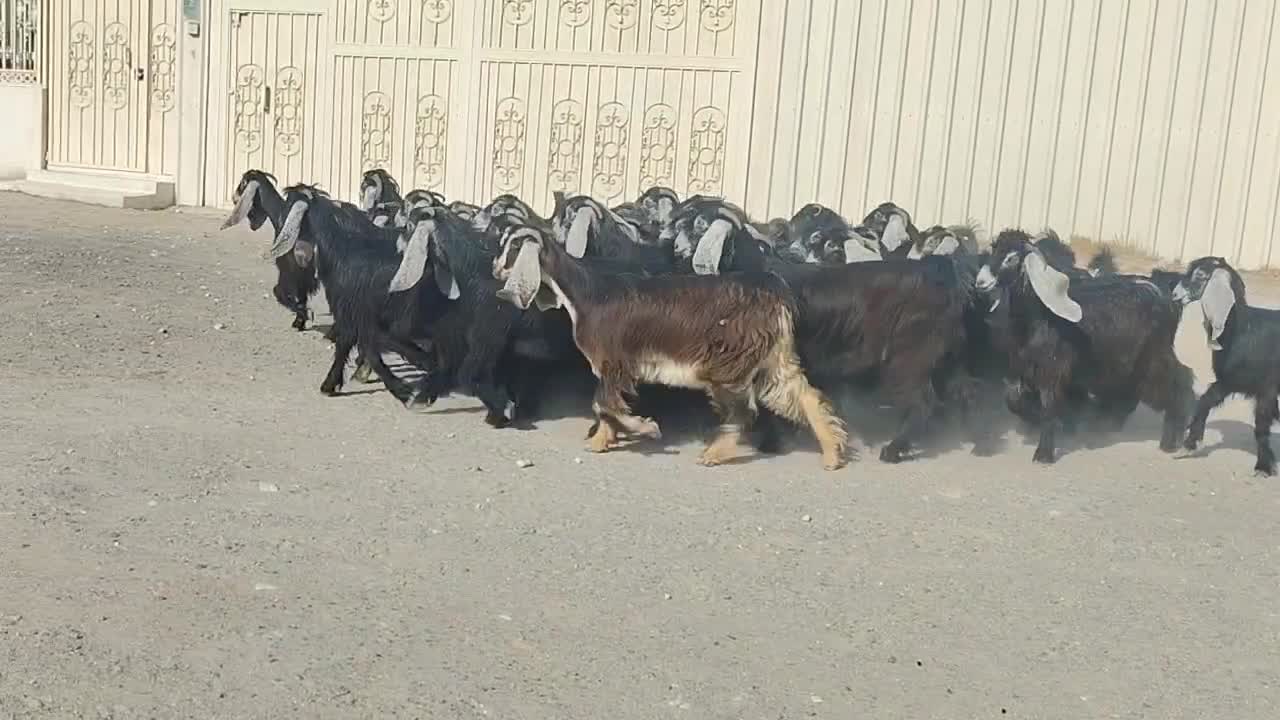 للبيع جمد عوارض سود ربش فواخر - 1