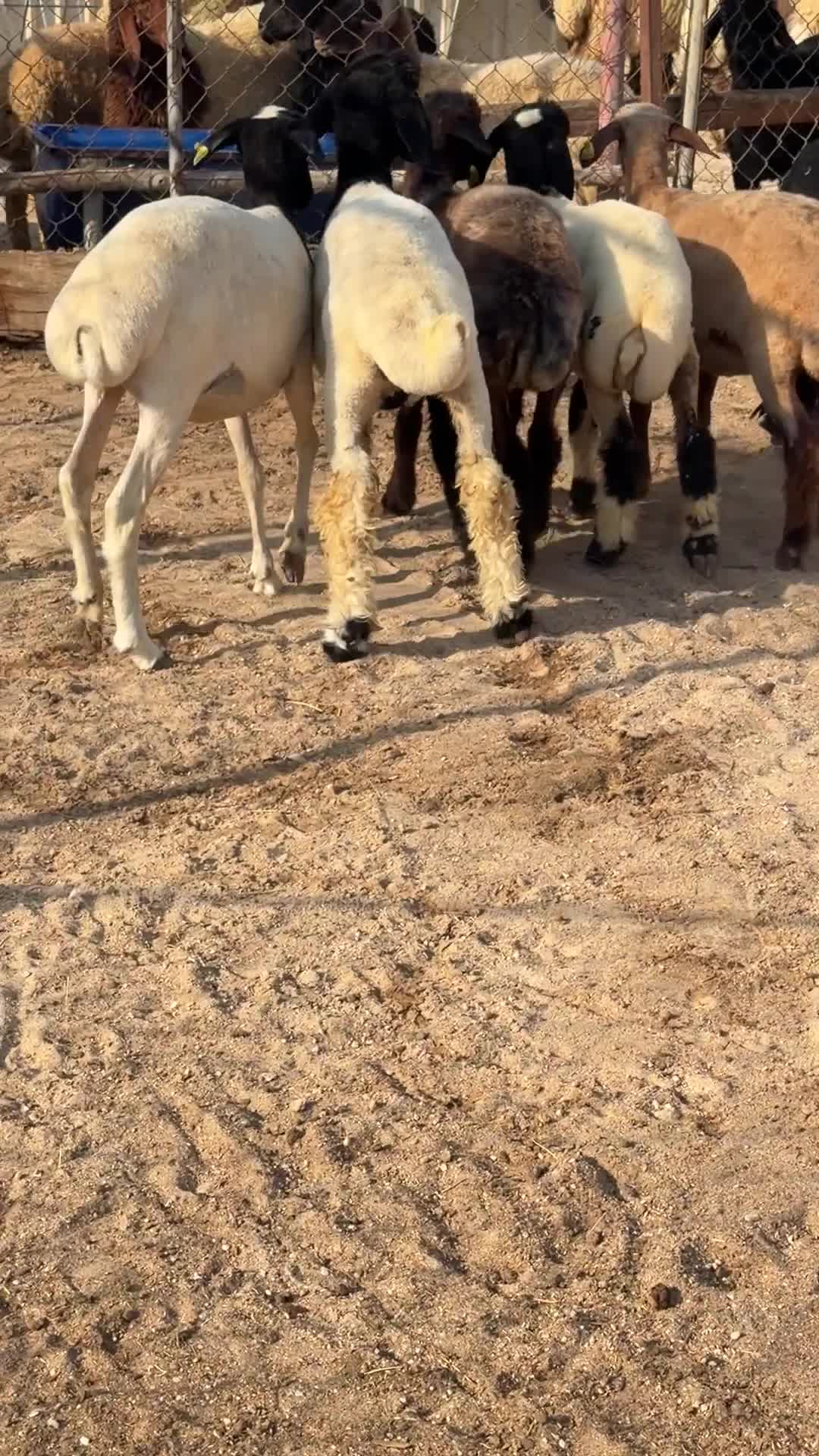 رخال عرب طيبه - 1