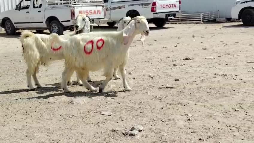 للبيع معزا عوارض بيض دفيع - 5