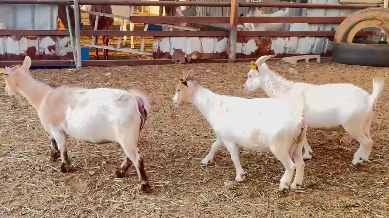 معزا قزام بلجيكي دفيع  - 1