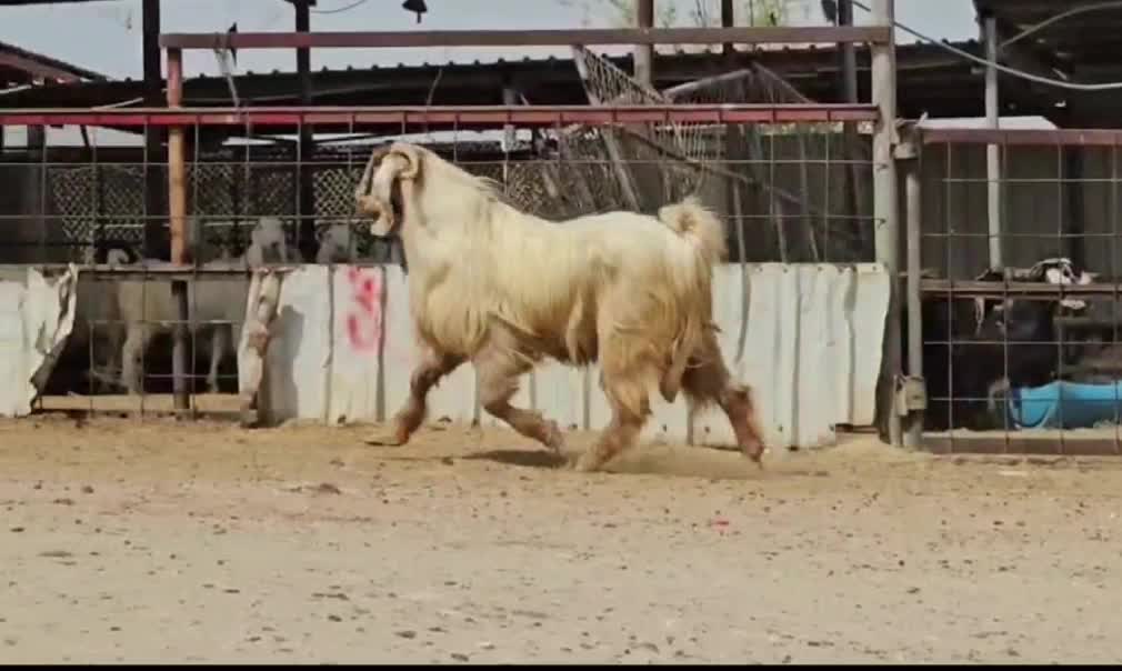 فحل عارضي اصفر طيب - 1