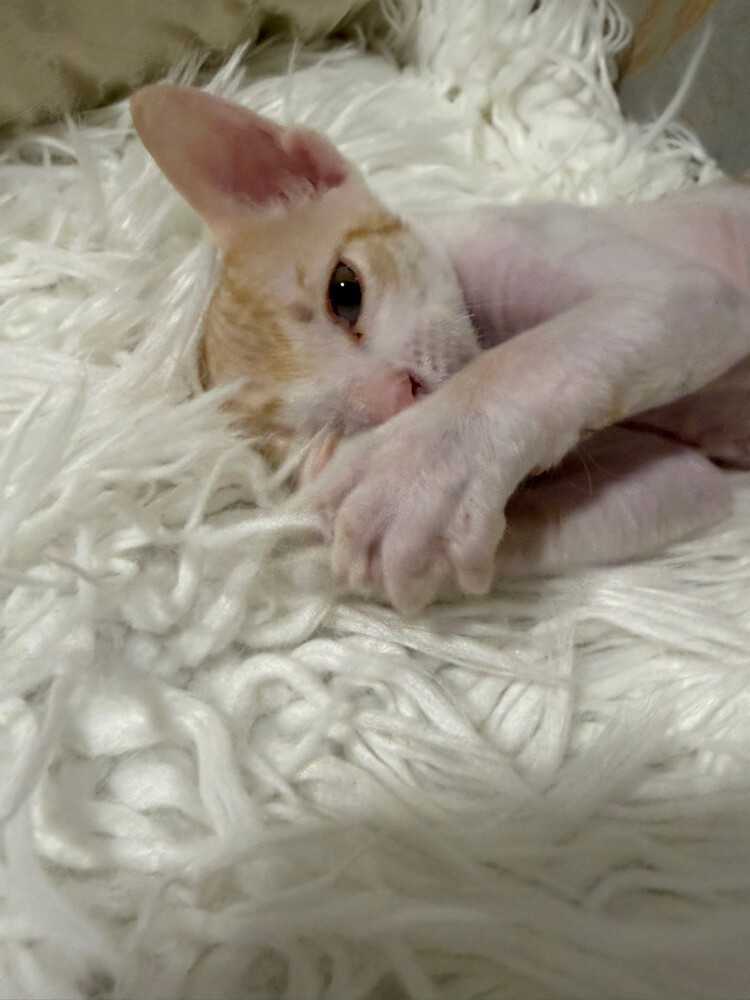 A Male Kitten for Free - 2