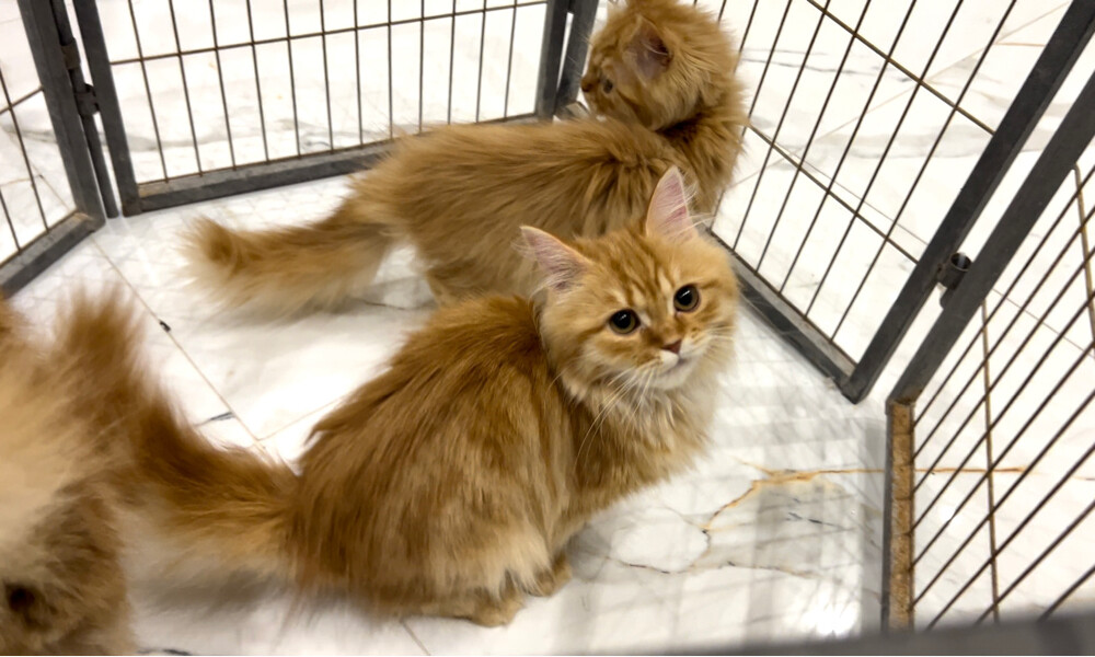 shirazi cats - 1