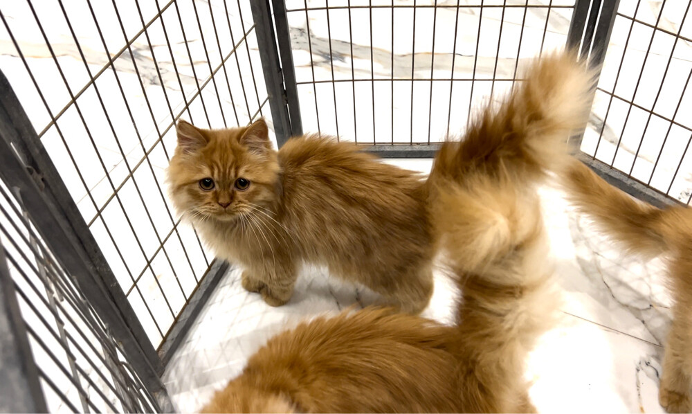 shirazi cats - 3