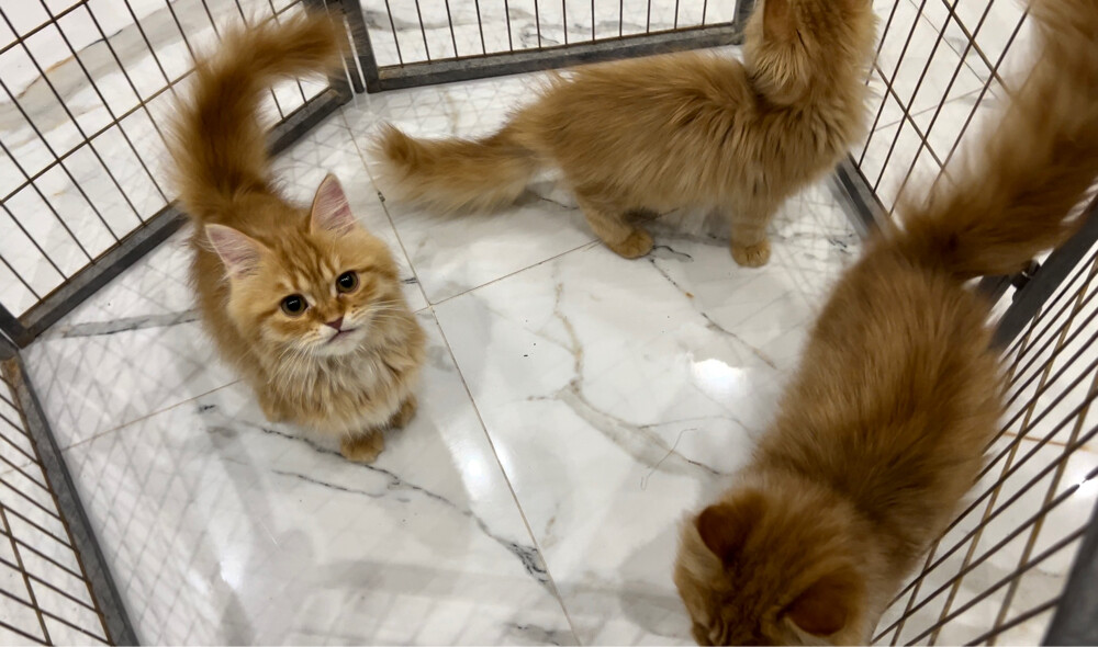 shirazi cats - 2