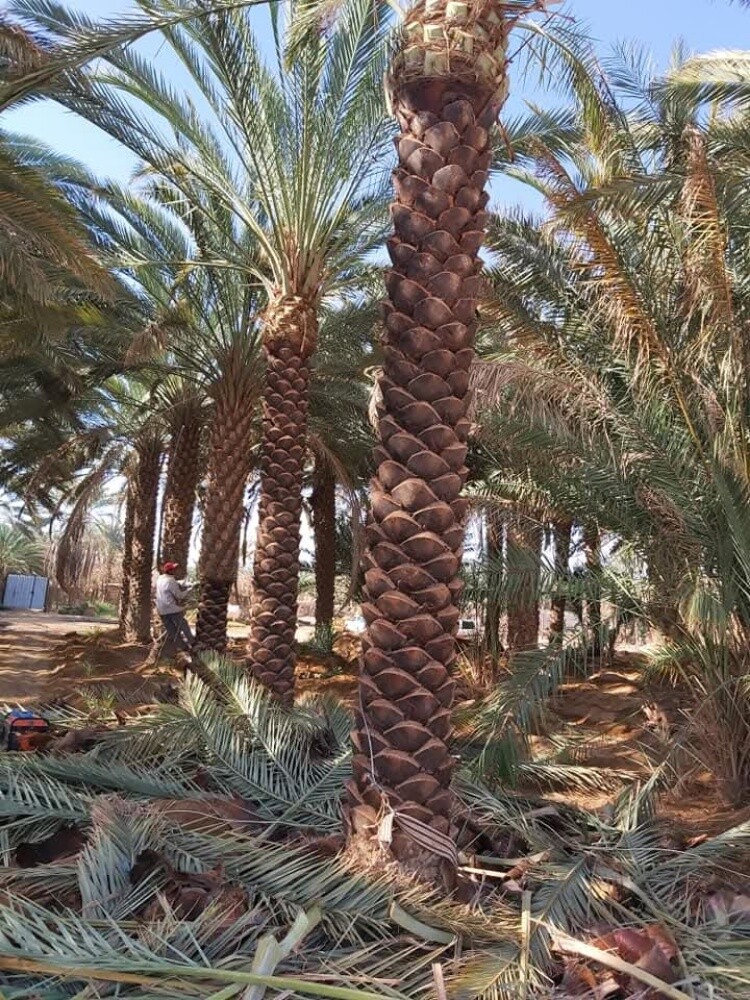 مهندس زراعي/ - 9