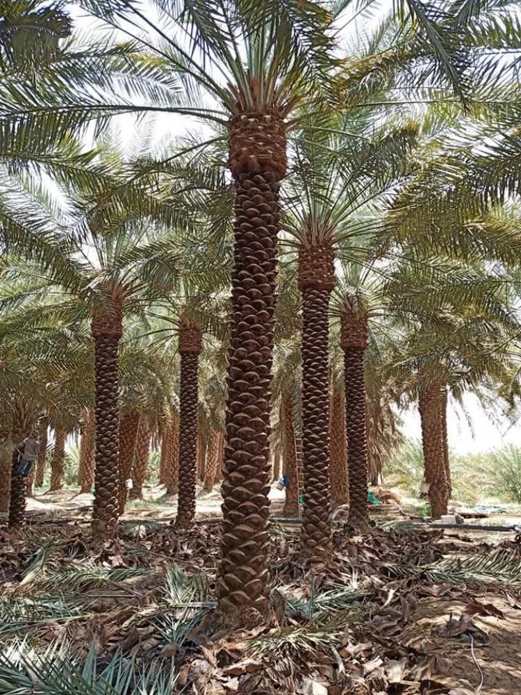 مهندس زراعي/ - 8
