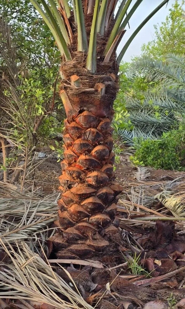 مهندس زراعي/ - 5
