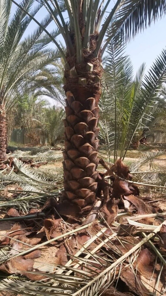مهندس زراعي/ - 7
