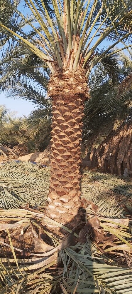 مهندس زراعي/ - 6