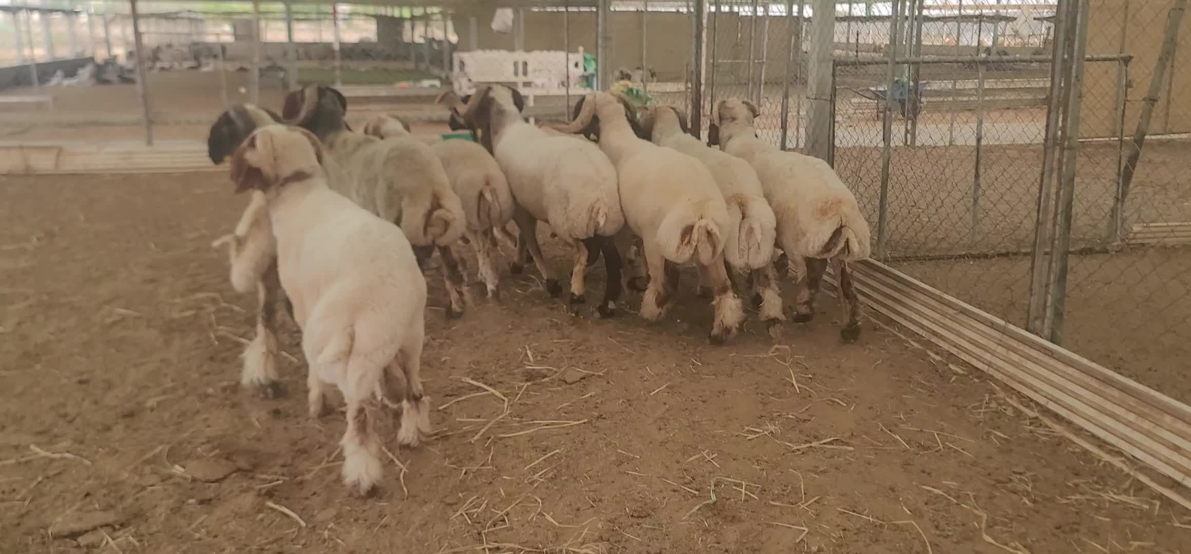 افحل سوريه طيبه تقرع - 1