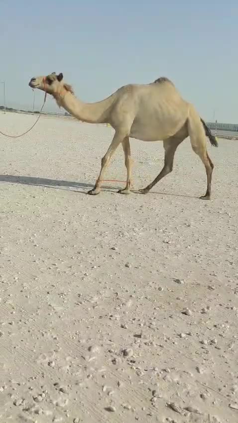 مدني - 1