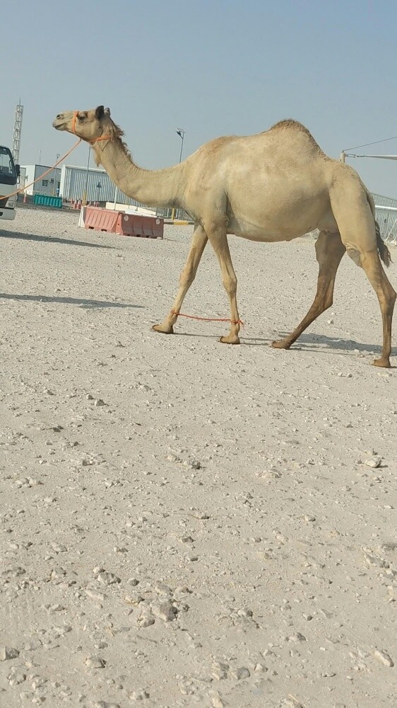 مدني - 2
