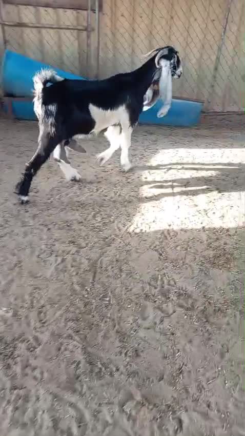 اللبيع عنزه عا رضيه - 1