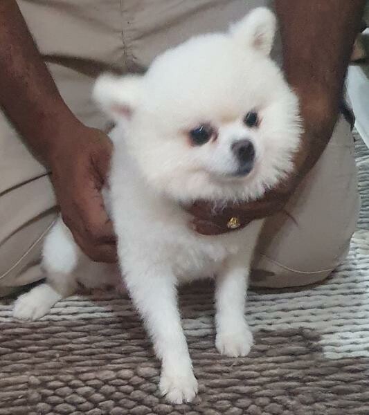 Pomeranians and Shihtzu for sale - 3