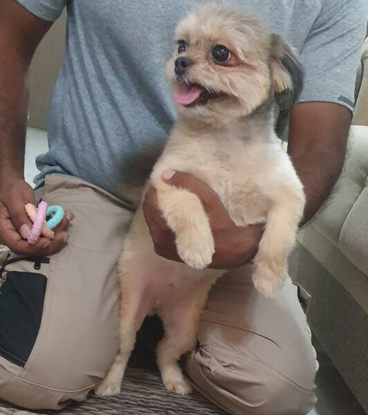 Pomeranians and Shihtzu for sale - 5