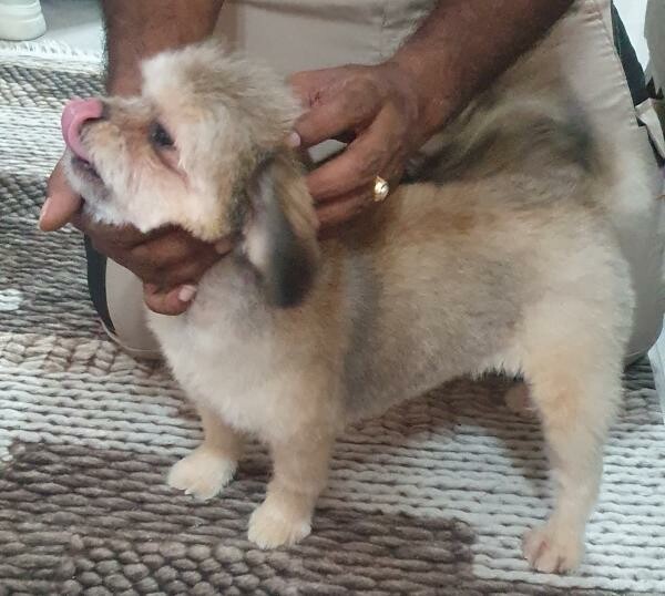 Pomeranians and Shihtzu for sale - 6