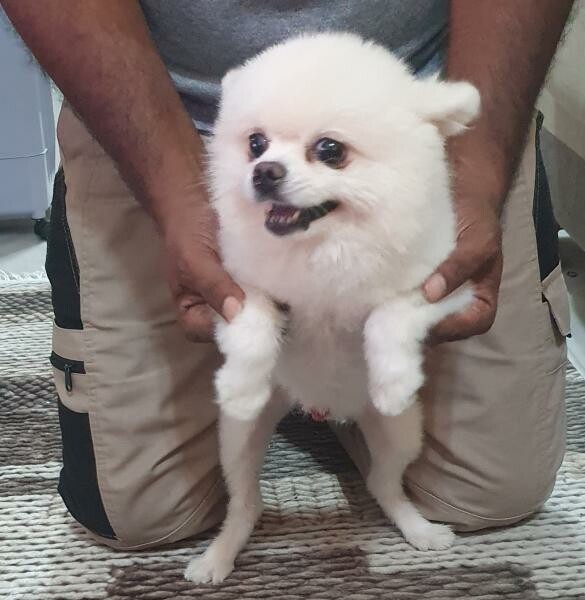 Pomeranians and Shihtzu for sale - 4