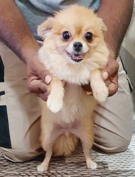 Pomeranians and Shihtzu for sale - 2