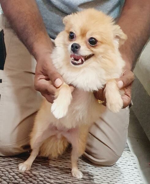 Pomeranians and Shihtzu for sale - 1