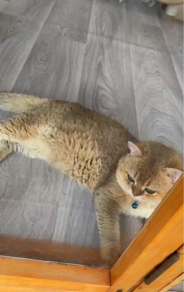 سكوتش ستريت - 1