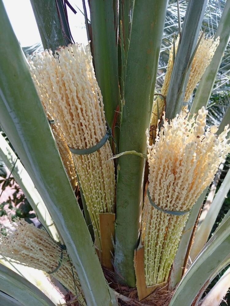 ابو ايه - 6