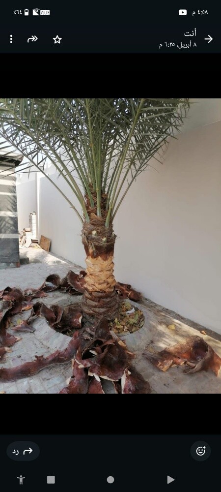 ابو ايه - 8