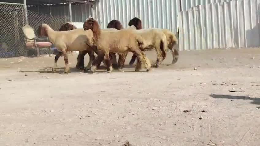 رخال سوريه طيبه دبس مقاني - 1