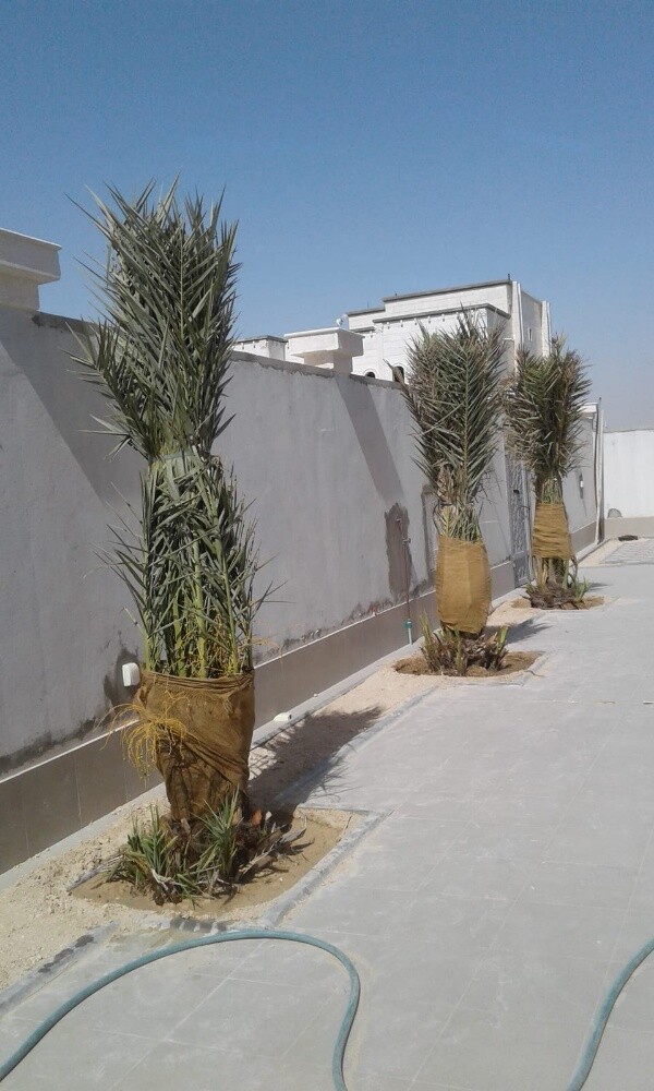 مزارع ومنسق حدائق 55079950 - 13
