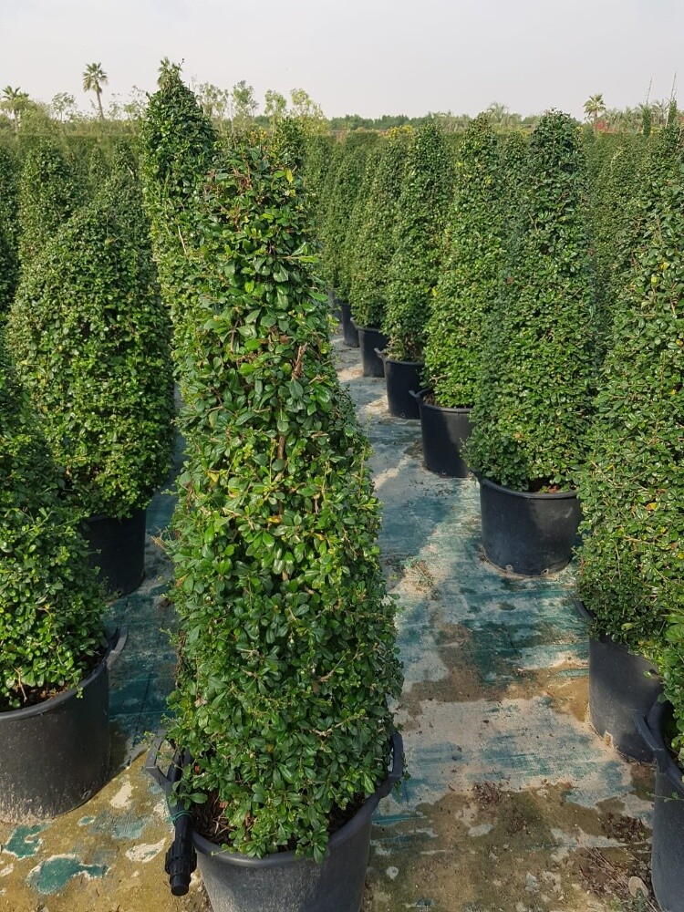 مزارع ومنسق حدائق 55079950 - 12