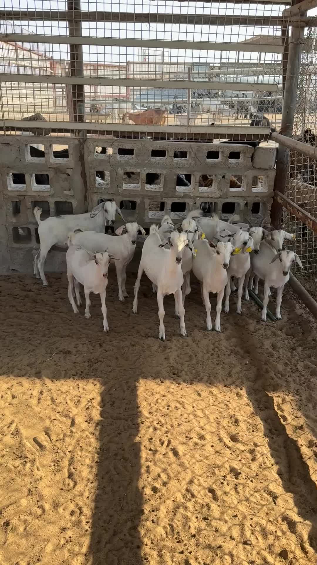 تيوس عمانيه  - 1