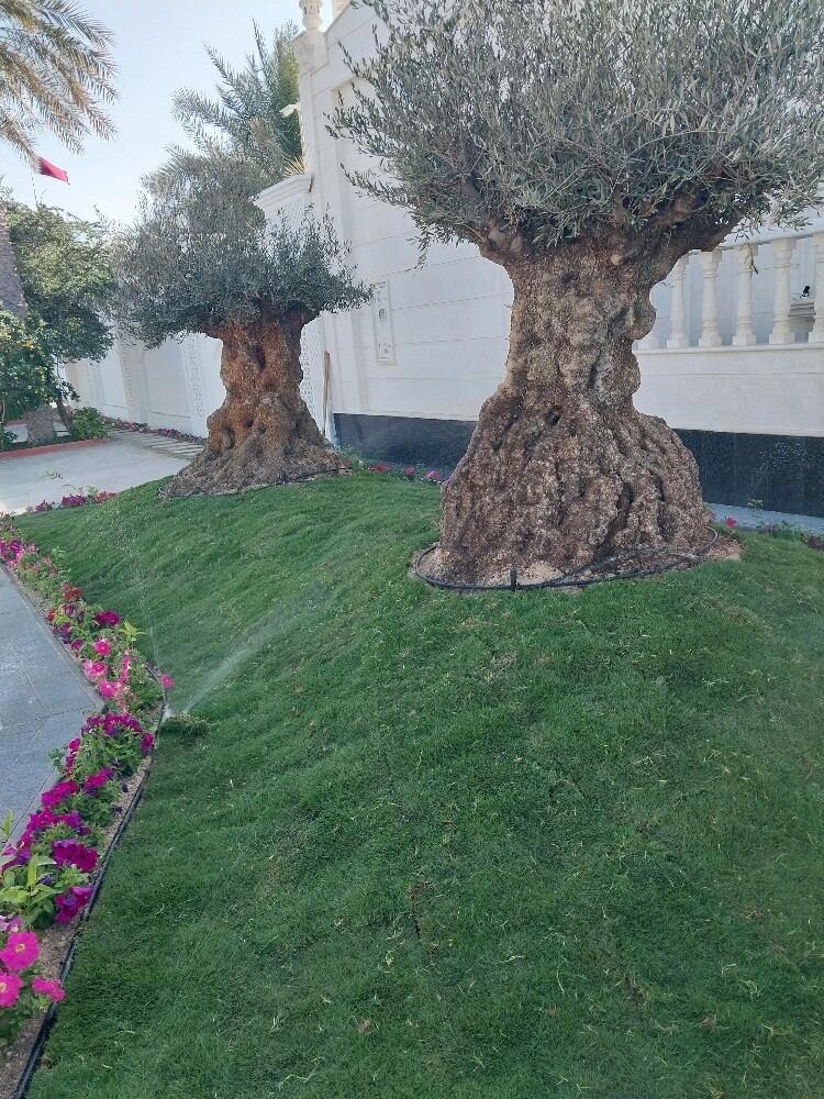 منسق حدائق - 1