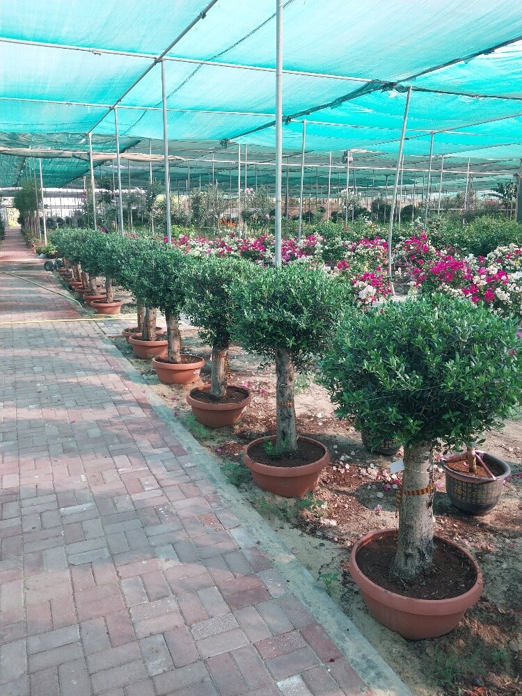 منسق حدائق - 2