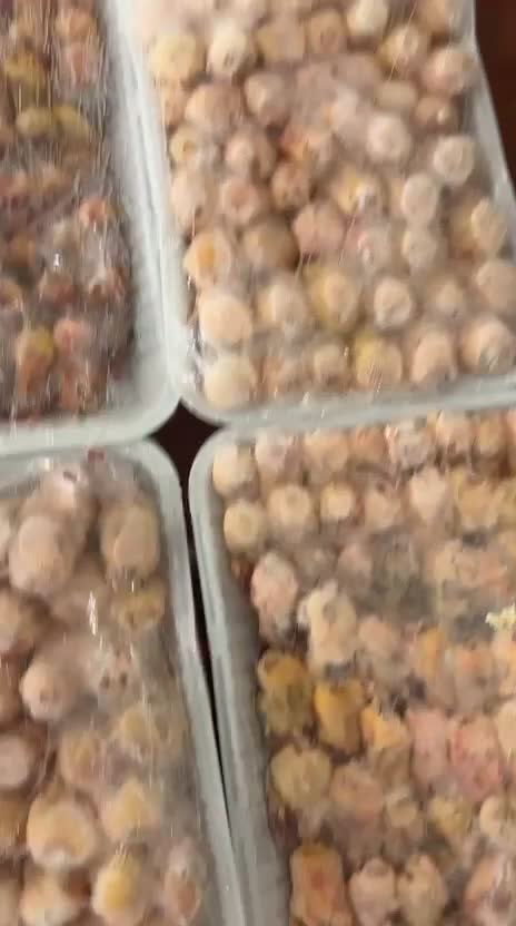 عصفور التين - 1