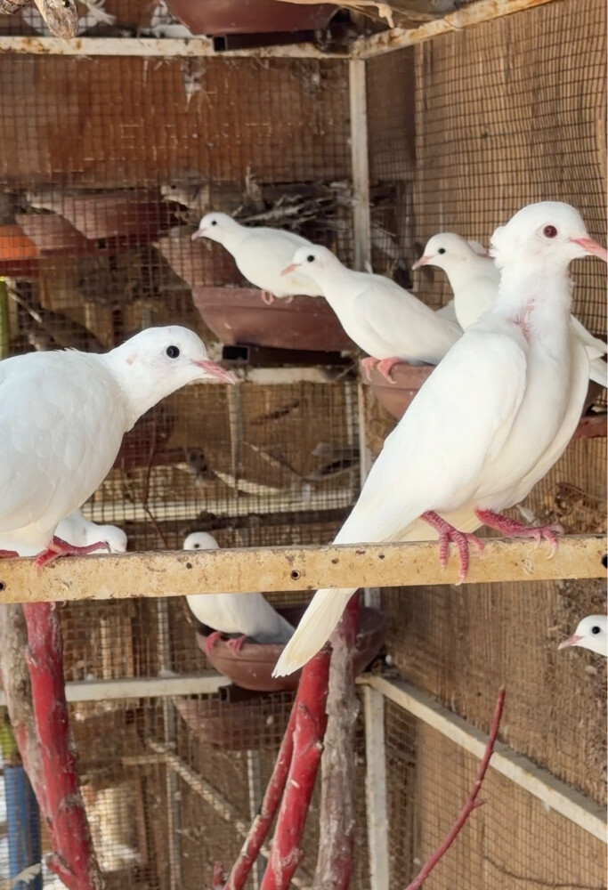 للبيع طيور  - 3