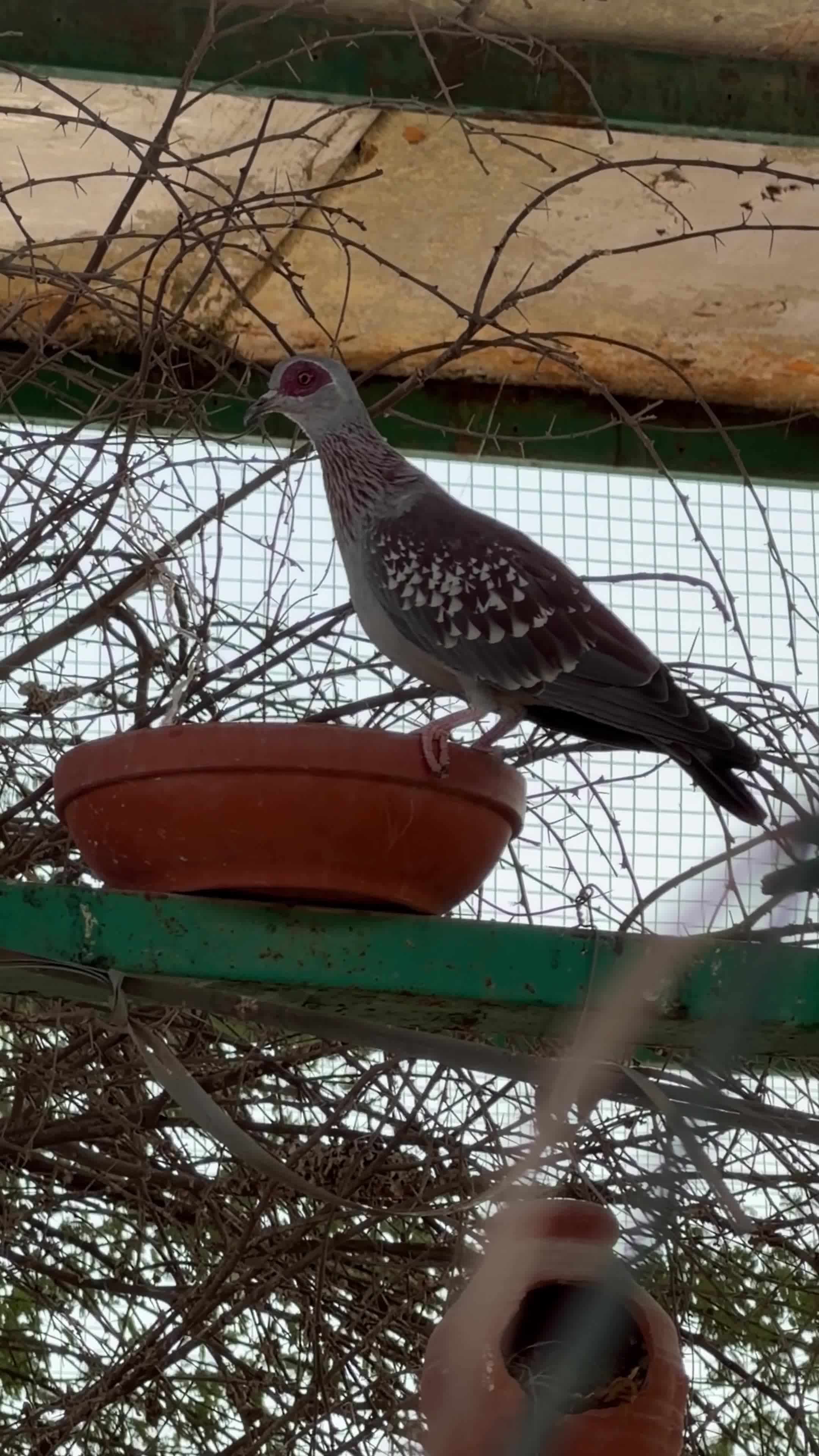 للبيع طيور  - 1