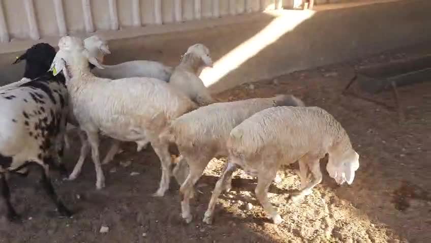 للبيع طليان بربر فل شحم - 1