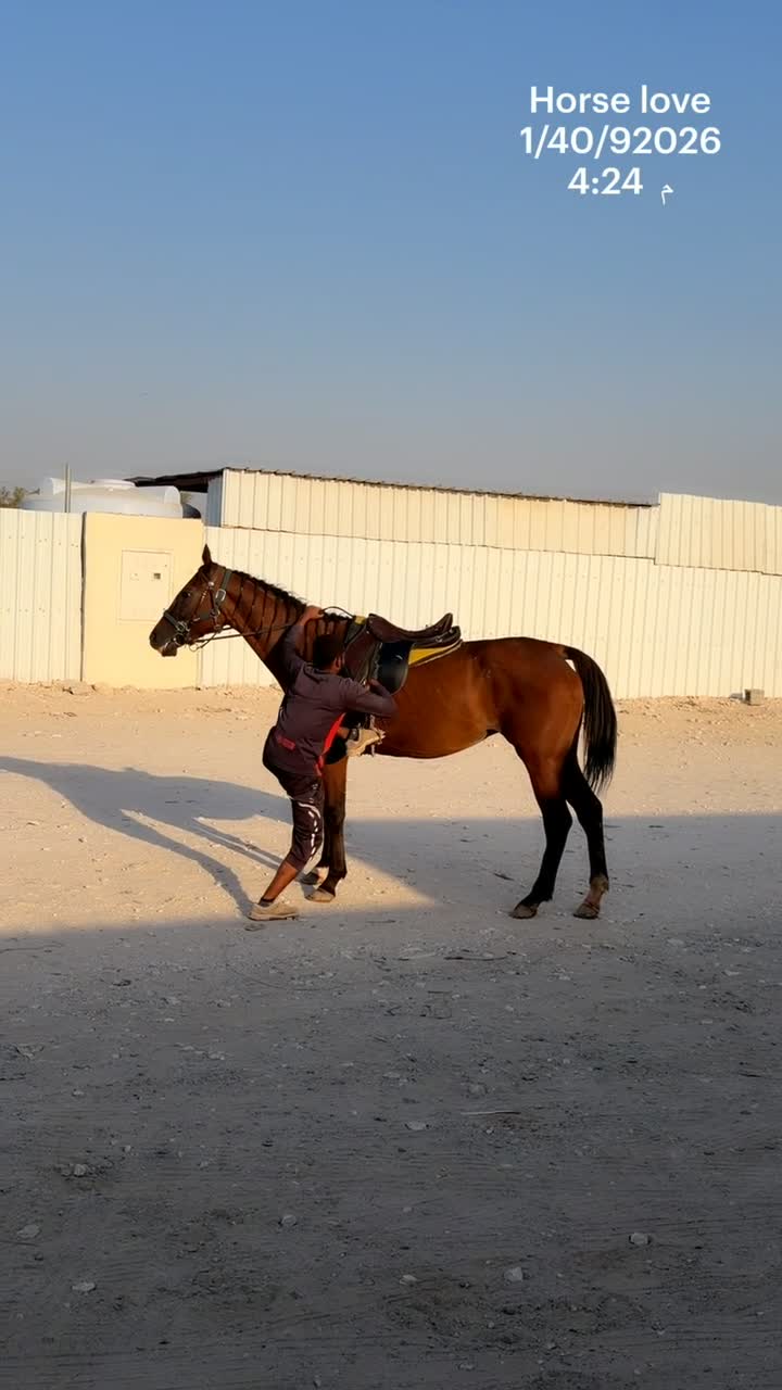 فرس عربي ريس طوع ركوب أطفال  - 1