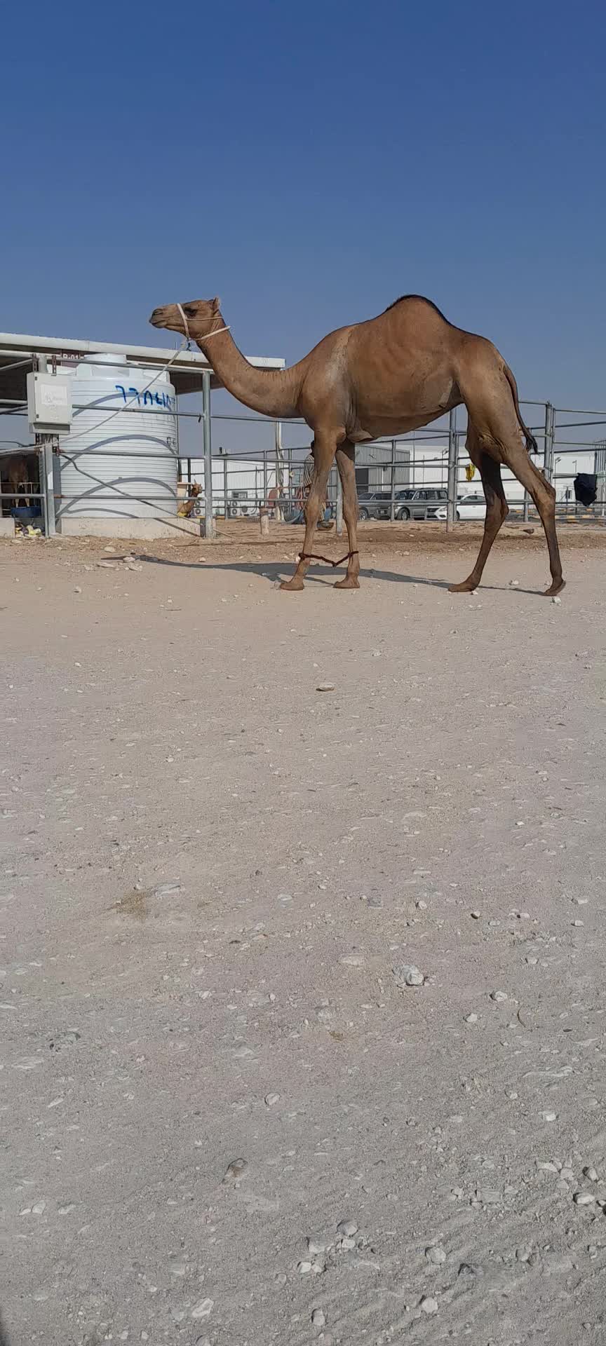 بكره لقيه - 1