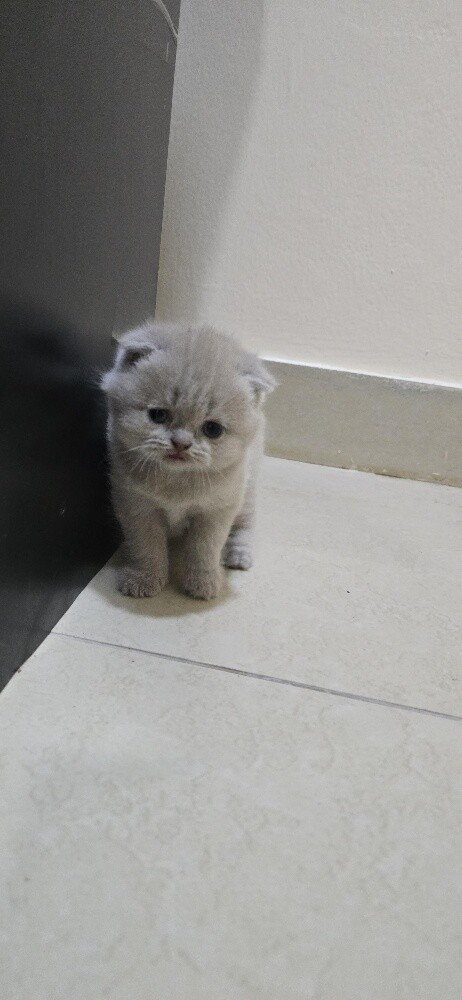 Adorable Scottish Fold - 3