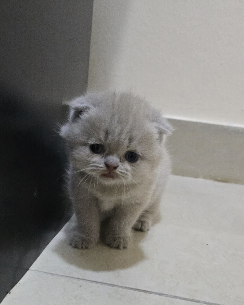 Adorable Scottish Fold - 1