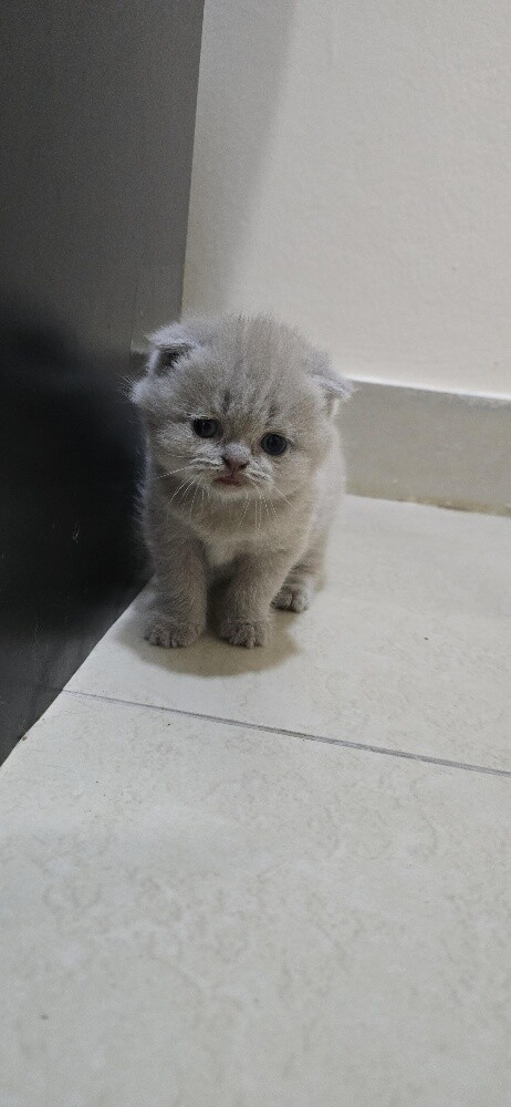 Adorable Scottish Fold - 2