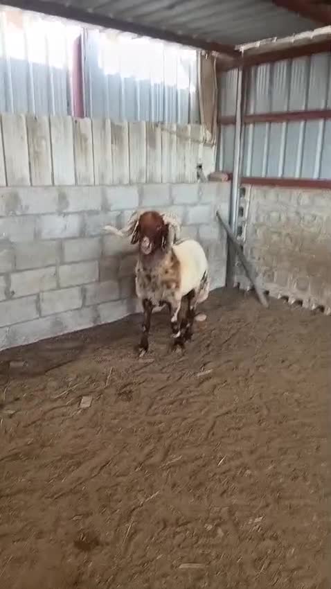 للبيع فحل سوري طيب ماشاء الله - 1